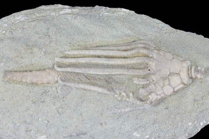 Crinoid (Macrocrinus) Fossil - Crawfordsville, Indiana #99912
